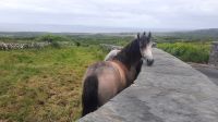 170 – Irland, Burren Wanderung