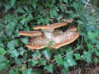 Frischer Baumpilz in Cool Park