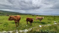 175 – Irland, Burren Wanderung