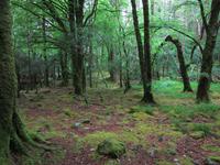Dunkler alter Wald am Torc Waterfall