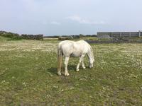 Ausflug auf die Aran Islands