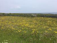 Ausflug auf die Aran Islands