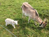 Ausflug auf die Aran Islands