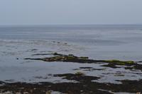 Ausflug auf die Aran Islands - Mittagspause an der Seal Colony