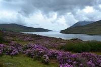 Fotostopp am Killary Harbour