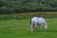 Wanderung im Connemara-Nationalpark