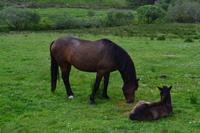 Wanderung im Connemara-Nationalpark