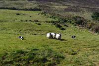 Besuch beim Schäfer Brendan