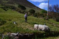 Besuch beim Schäfer Brendan