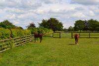 Besichtigung des Nationalgestüts in Kildare