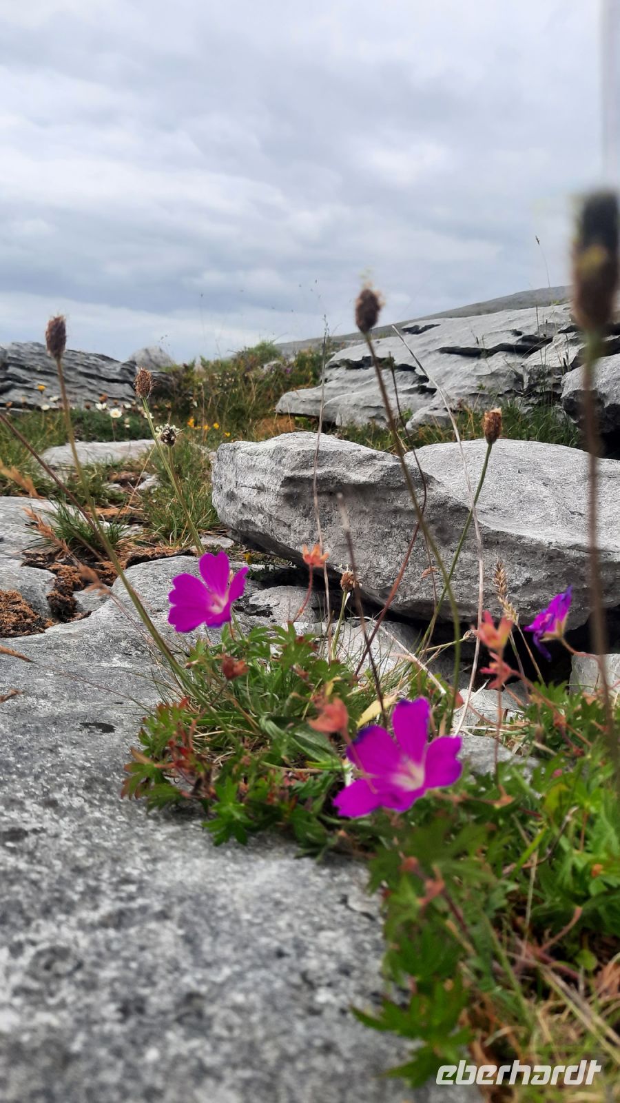 176 – Irland, Burren