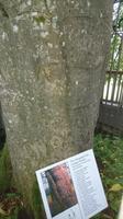 Der Unterschriftenbaum im Cool Park