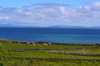 Tag auf den Aran Islands - Wanderung auf Inishmore