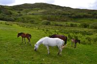 Wanderung im Connemara-Nationalpark
