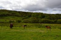 Wanderung im Connemara-Nationalpark
