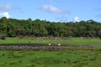 Wanderung in Coole Park