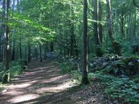 Wanderung in Coole Park
