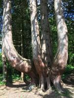 Wanderung in Coole Park