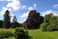 Wanderung in Coole Park - Autograph Tree