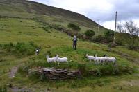 Besuch beim Schäfer Brendan