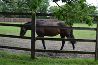 Auf dem Nationalgestüt bei Kildare