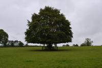 Auf dem Nationalgestüt bei Kildare