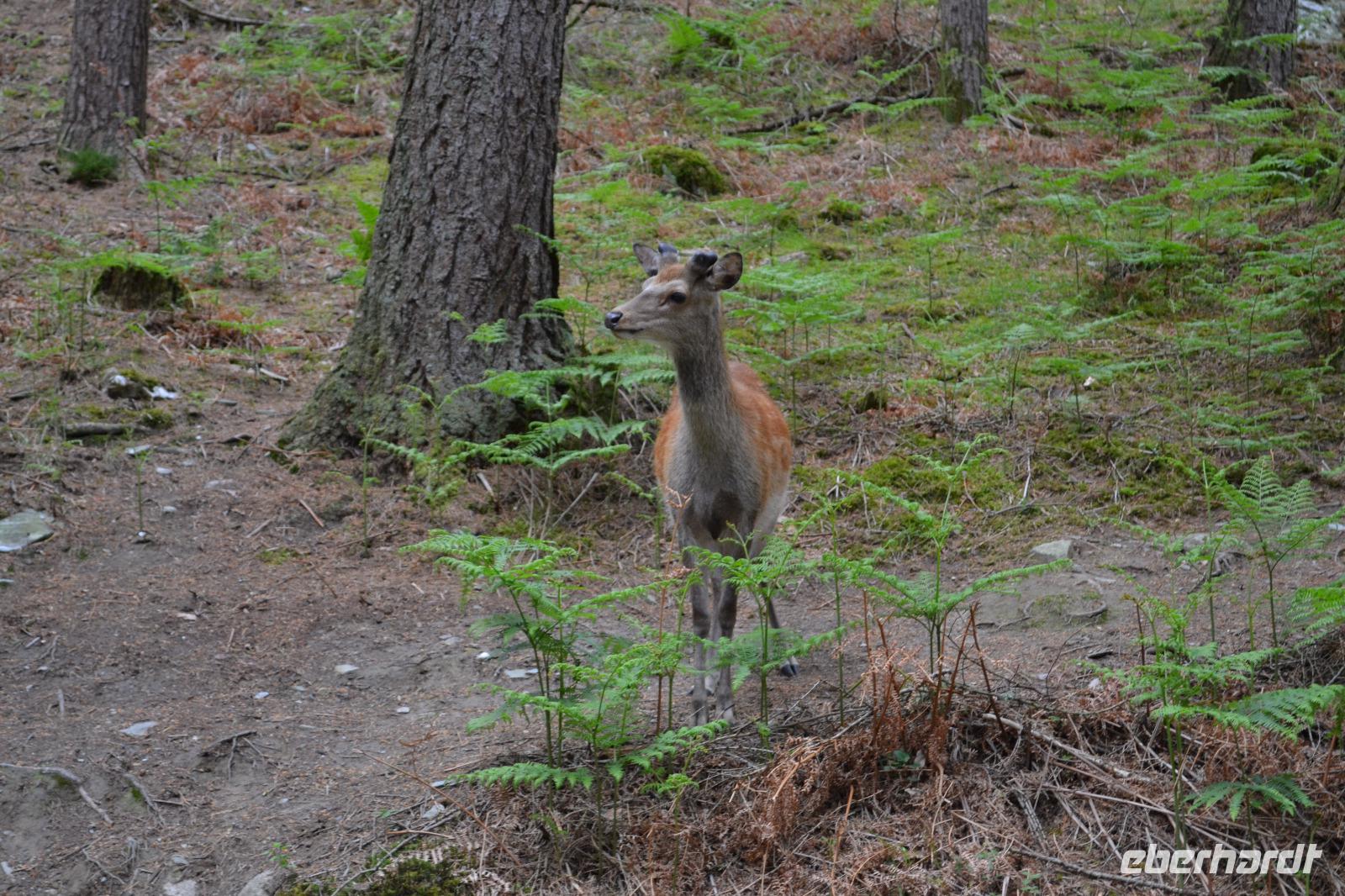 Wanderung in Glendalough