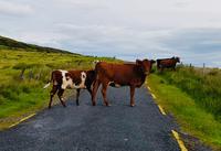 Straßensperre irisch - made by L.H.