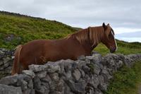 Wanderung auf den Aran Islands - Tierbegegnungen 1