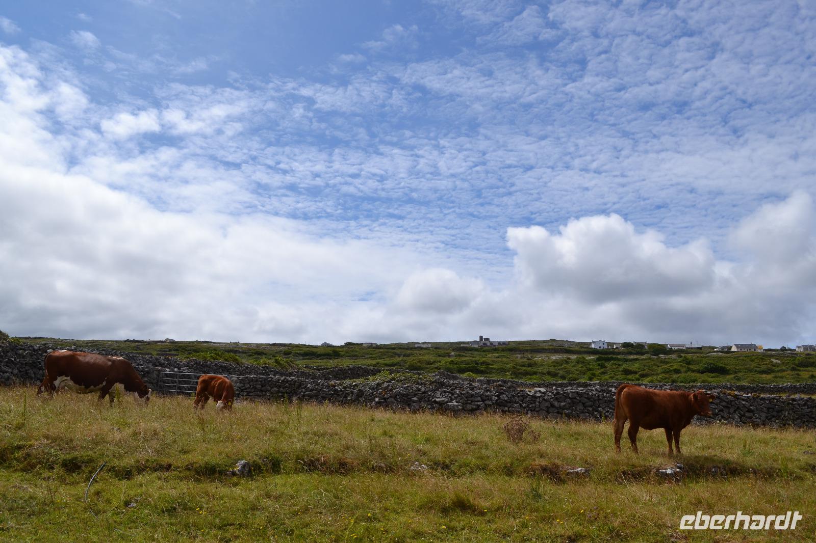 Wanderung auf den Aran Islands - Tierbegegnungen 2