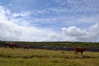 Wanderung auf den Aran Islands - Tierbegegnungen 2