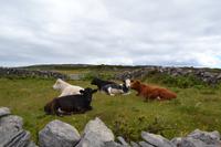 Wanderung auf den Aran Islands - Tierbegegnungen 3