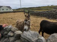 Wanderung auf den Aran Islands - Tierbegegnungen 4