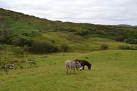 Wanderung im Connemara-Nationalpark