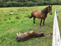 Wanderung im Connemara-Nationalpark
