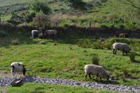 Ring of Kerry - Besuch beim Schäfer Brendan