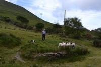 Ring of Kerry - Besuch beim Schäfer Brendan