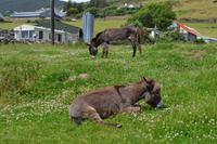 Ring of Kerry - Zusatzwanderung zum Derrynane House