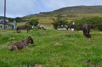 Ring of Kerry - Zusatzwanderung zum Derrynane House