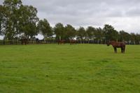 Besichtigung des Irischen Nationalgestüts bei Kildare