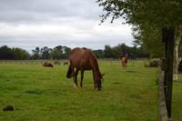 Besichtigung des Irischen Nationalgestüts bei Kildare