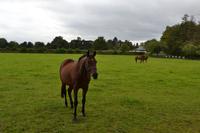 Besichtigung des Irischen Nationalgestüts bei Kildare