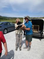  kuscheliges Lämmchen