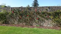 Rodenwand im Coole Park Gort