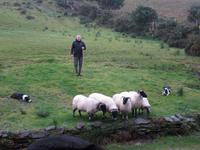 Sheepdog demonstration am Ring of Kerry