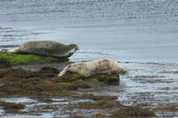 045-Inishmore_Seal-Bay