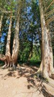 181 – Irland, Gort, Coole Park