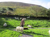 Brendan Sheep Farm