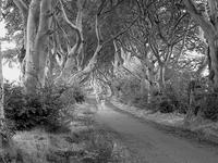 The Dark Hedges Experience - Northern Ireland (Black & White)