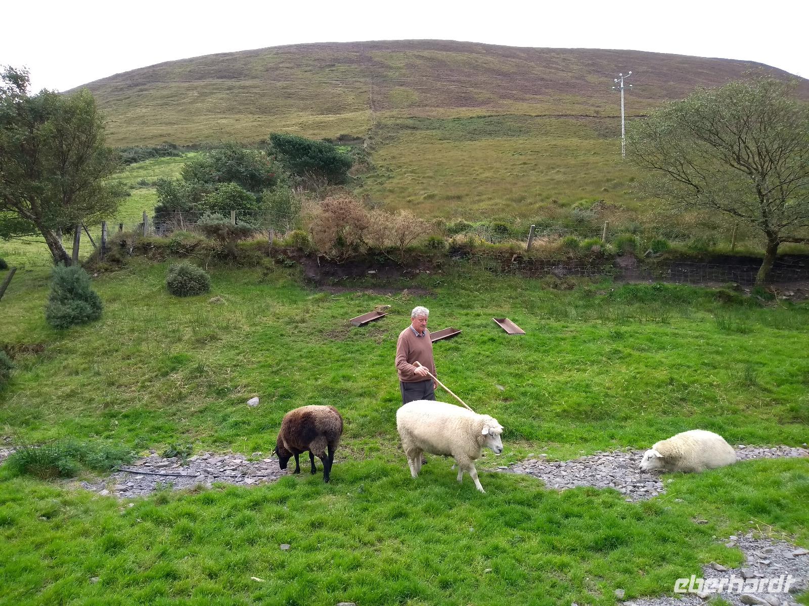 Ring of Kerry - Besuch einer Schafsfarm